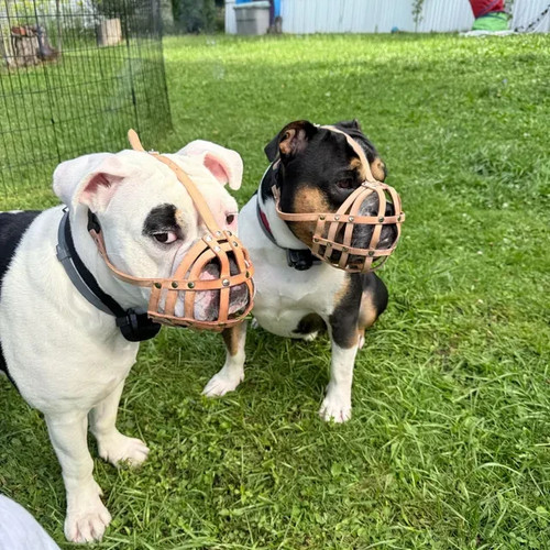 Museruola per cani pelle - museruola,