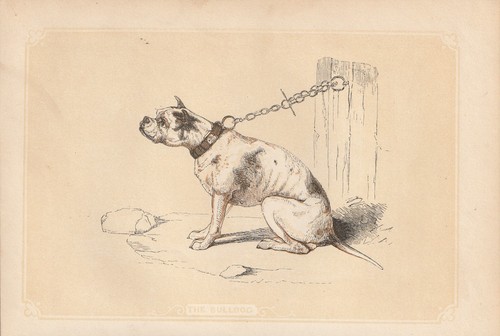Bulldog razze cani - razze, di