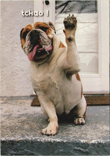 Cpa english bulldog dog - cpa,