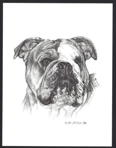 369 bulldog inglese ritratto - bulldog,