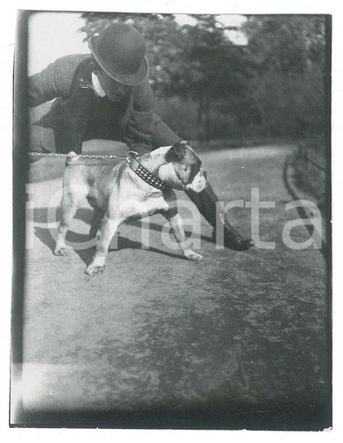 1920 italia cani - italia,