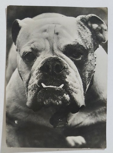 73624 6141 cartolina animali - 73624,