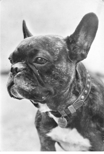 Cani dc528 bulldog francese - cani,
