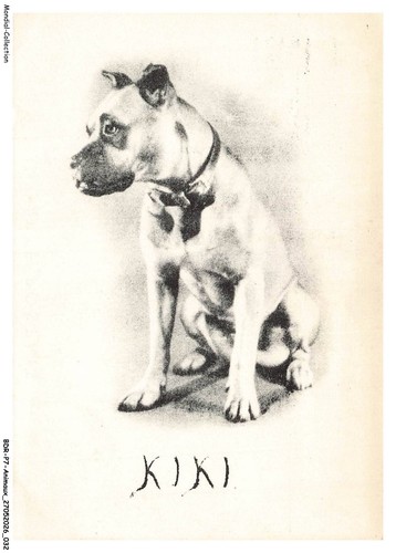 Bdrp7 0460 animaux cani - bdrp7-0460-animaux,