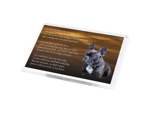 French bulldog dog - bulldog,