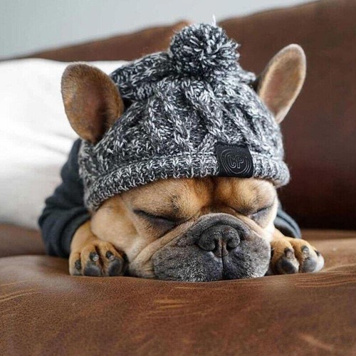 Cappello invernale per cani - , da