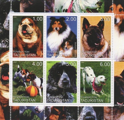 Bulldog shetland sheepdog jack - sheepdog,