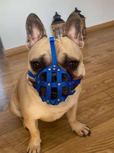 Museruola per cani - cani,