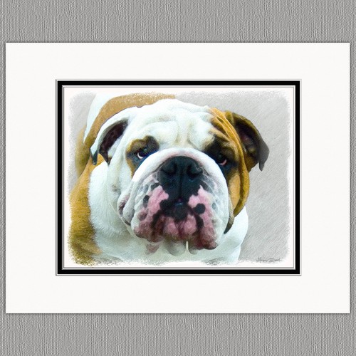 Bulldog inglese cane stampa